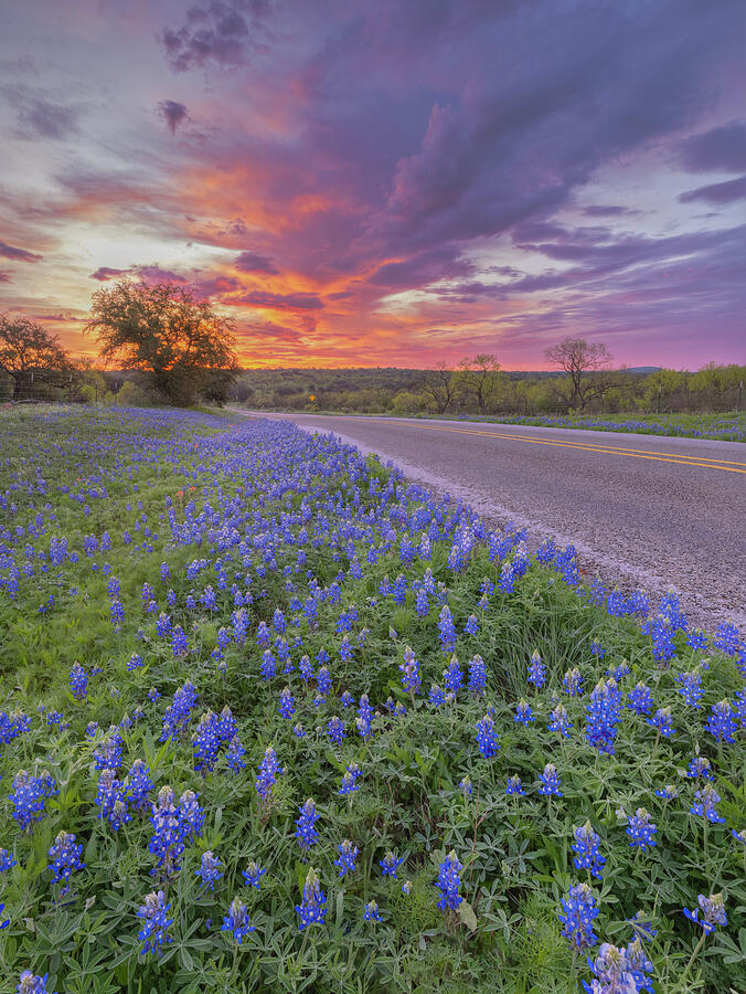 Bluebonnets Photograph - Bluebonnet Road Sunrise 39 by Rob Greebon