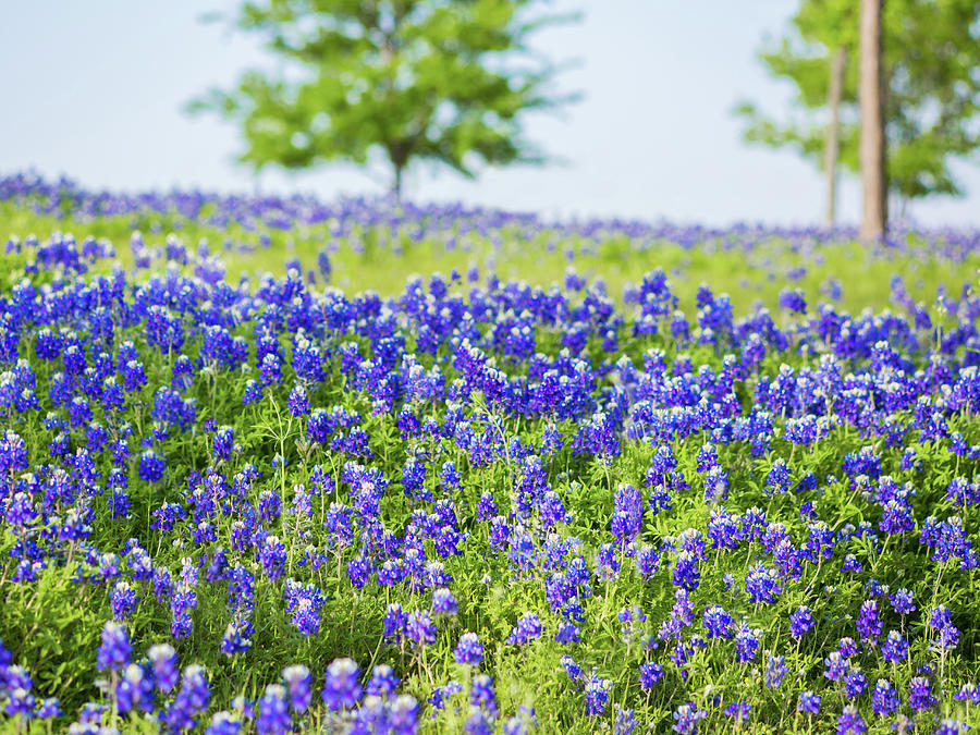 Bluebonnet Spring Photograph by Terry Walsh