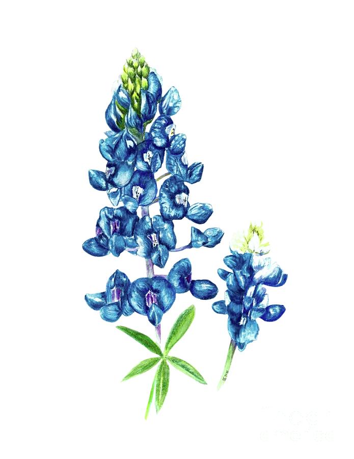 Flowers Still Life Drawing - Bluebonnet by Stephany Elsworth