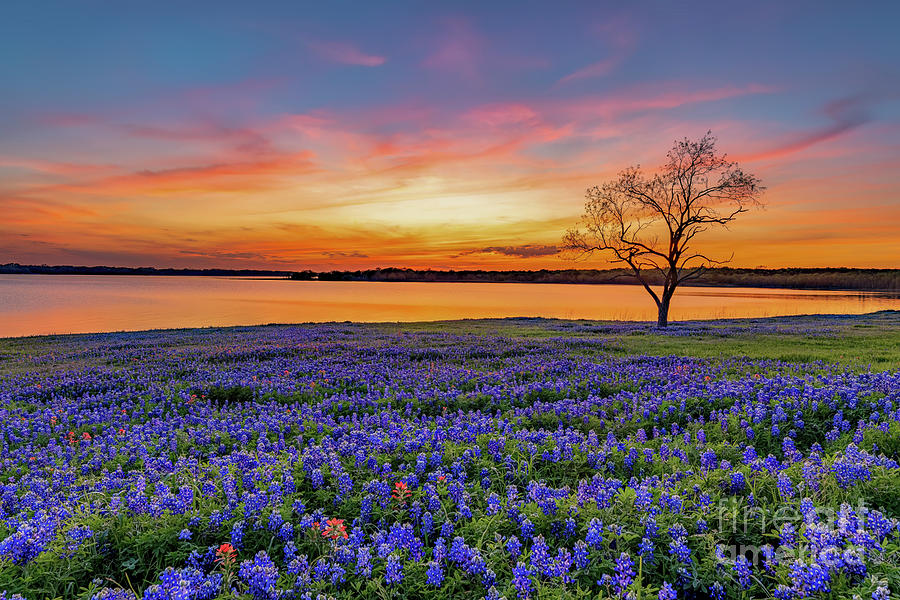 Bluebonnet Sunset 2023 Photograph by Clicking With Nature - Pixels