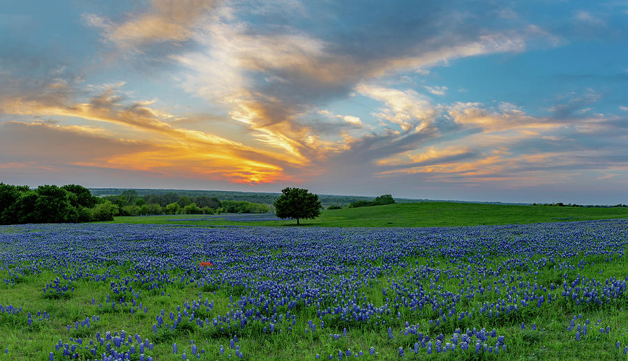 Bluebonnet Sunset in Texas Hill Country Photograph by David Ilzhoefer ...