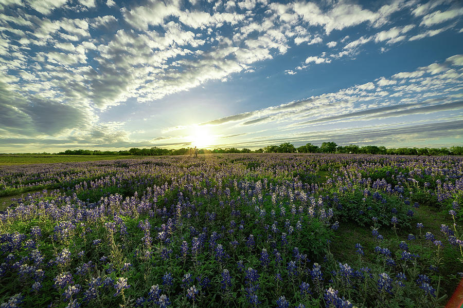 Bluebonnet Sunset Photograph by Kartik Deshpande - Fine Art America