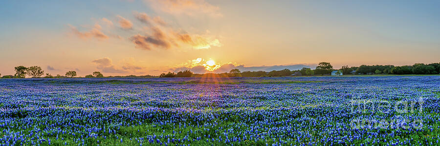 Texas Photograph - Bluebonnet Sunset Panorama - Texas Wildflowers Landscape by Bee Creek Photography - Tod and Cynthia