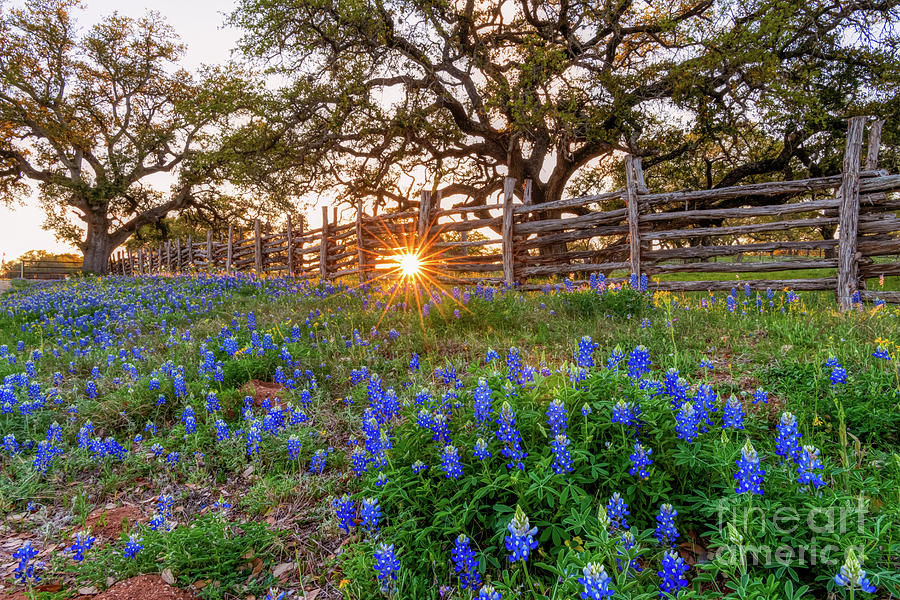 Bluebonnet Sunset Through the Fence Photograph by Bee Creek Photography ...