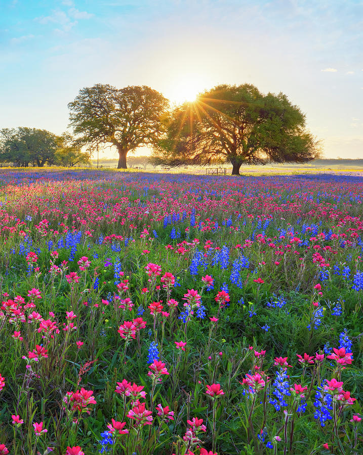Bluebonnet Surnise in South Texas 3181 Photograph by Rob Greebon