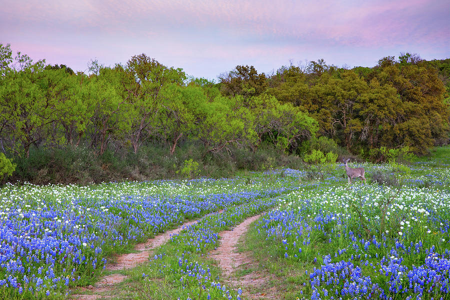 Bluebonnet Trail and a Deer 3311 Photograph by Rob Greebon