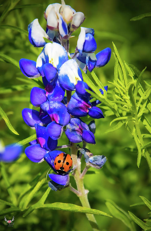 Bluebonnet Visitor Photograph by Pam Rendall