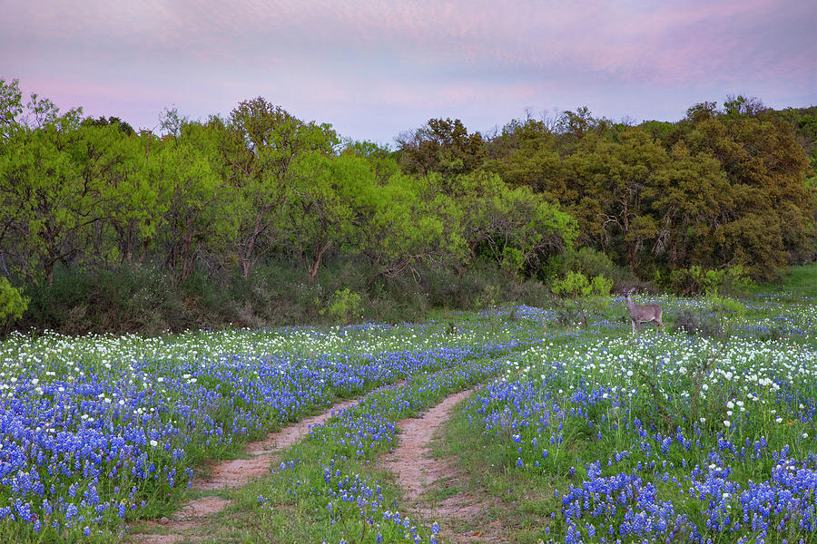 Bluebonnets, a Dirt Road, and a Deer 3311 Photograph by Rob Greebon