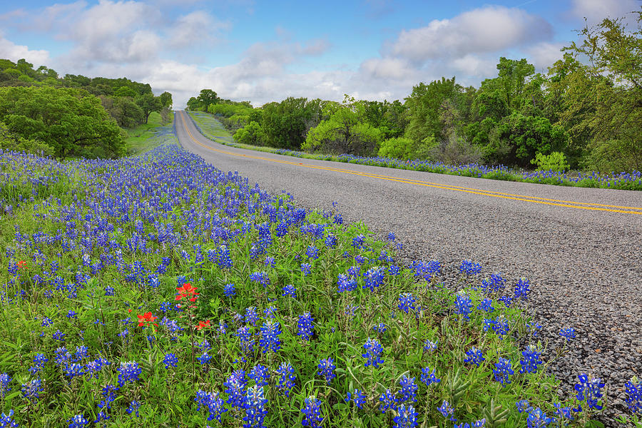 Bluebonnets along a Rural Road in the Hill Country 4087 Photograph by Rob Greebon