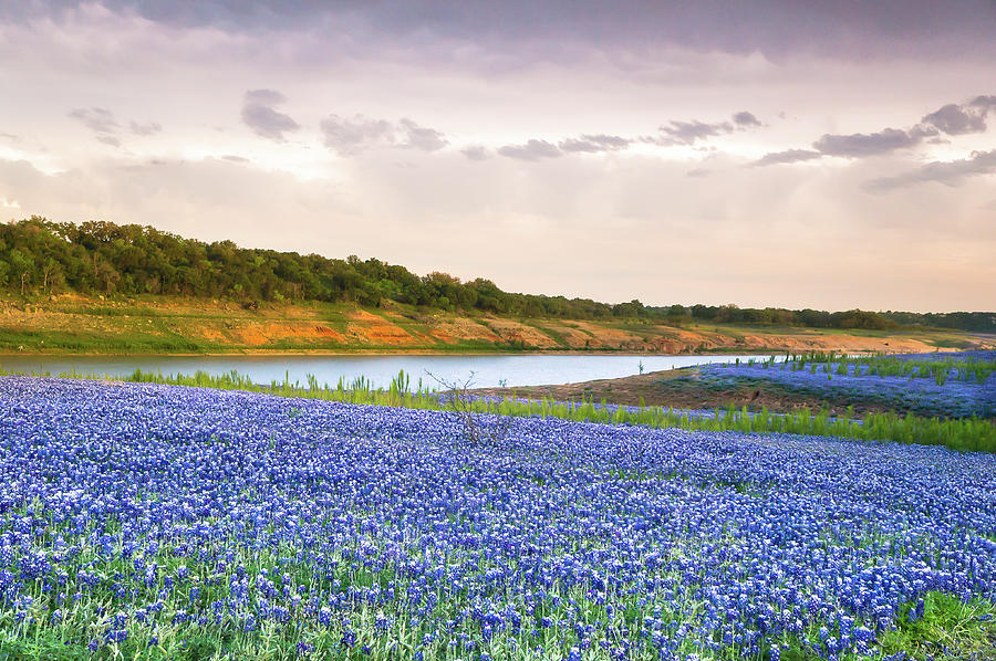 Bluebonnets Along The Colorado River - Texas Photograph by Ellie Teramoto
