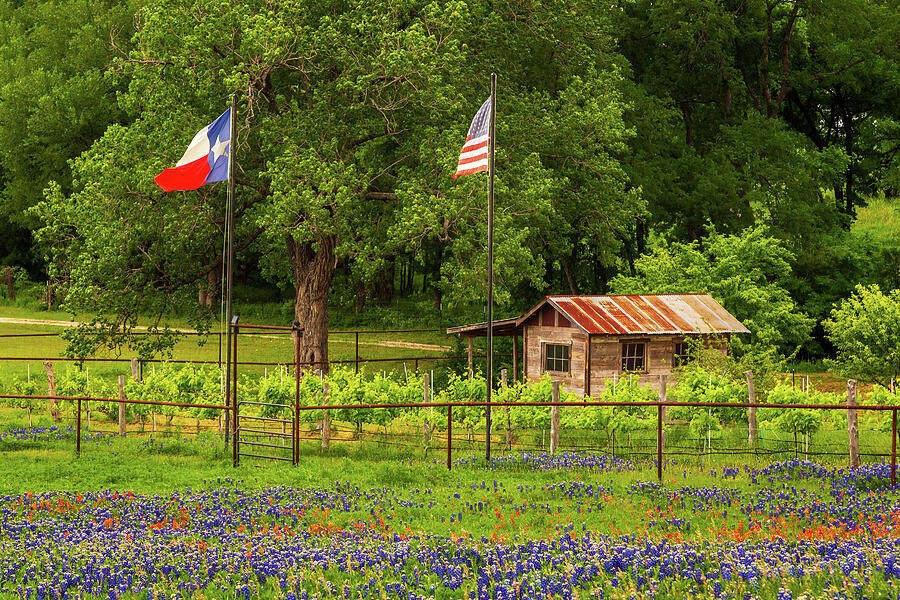Bluebonnets And A Cabin In Texas Photograph by James Eddy