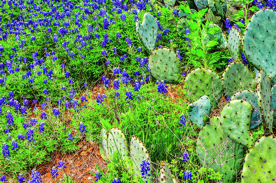 Bluebonnets and Cactus Photograph by James C Richardson