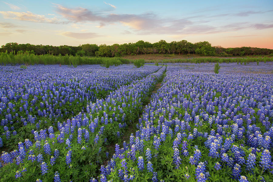 Bluebonnets and Evening in The Texas Hill Country 41415-4 Photograph by Rob Greebon