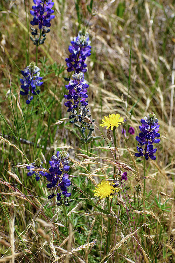 Bluebonnets and Flatweed Photograph by Thierry Lach Bluebonnets and Flatweed Photograph by Thierry Lach
