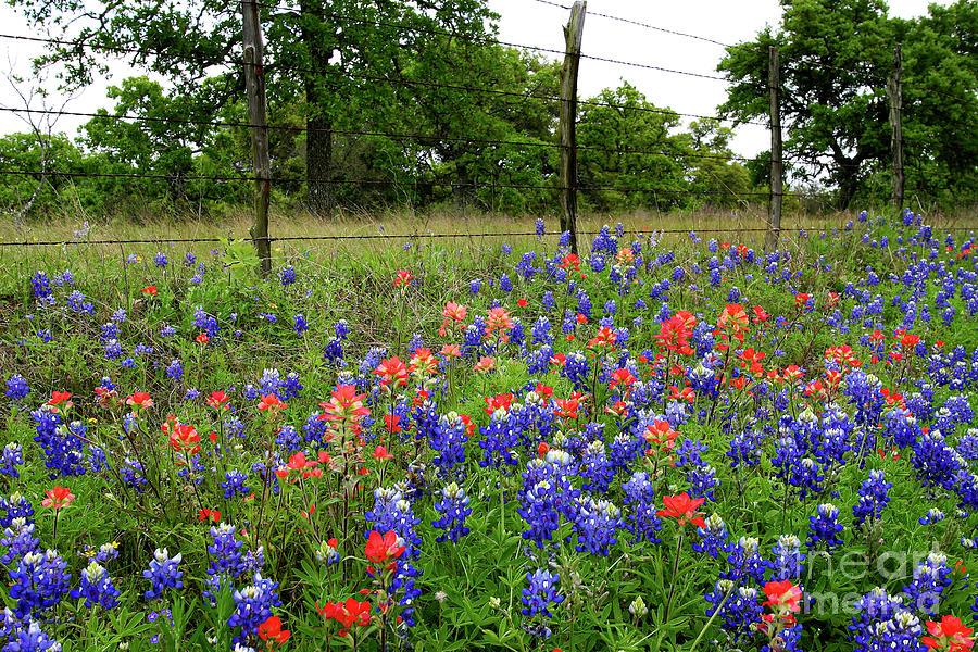 Bluebonnets and Indian Paintbrush Photograph by A C Kandler - Fine Art ...