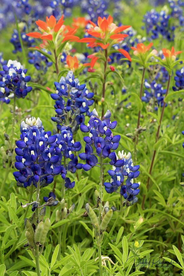 Bluebonnets and Indian Paintbrush Photograph by Debby Richards