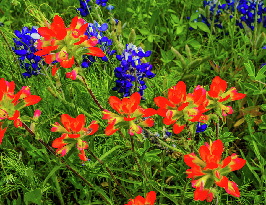 Bluebonnets and Indian Paintbrush Photograph by James C Richardson