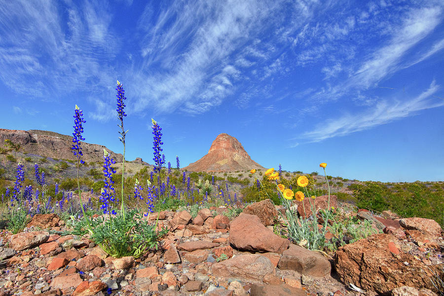Bluebonnets and Marigold in Big Bend National park 3091 Photograph by Rob Greebon