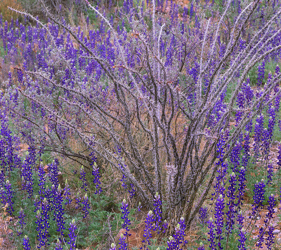 Nature Photograph - Bluebonnets and Ocotillo by Tim Fitzharris