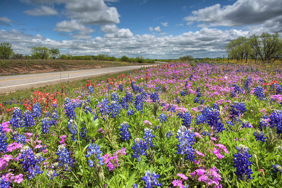 Bluebonnets and Paintbrush along a Hill Country Highway 1 Photograph by Rob Greebon