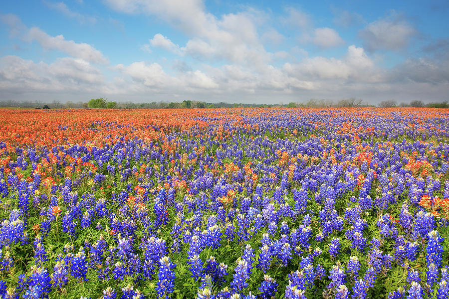 Bluebonnets and Paintbrush of Texas 0410 Photograph by Rob Greebon