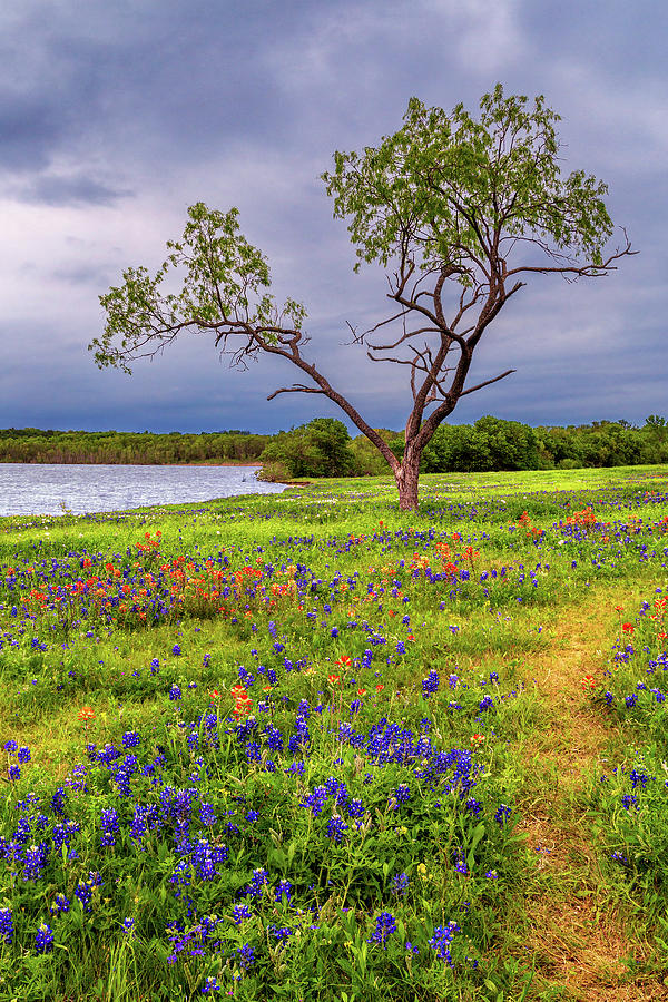 Bluebonnets And Paintbrush On A Cloudy Day Photograph by James Eddy
