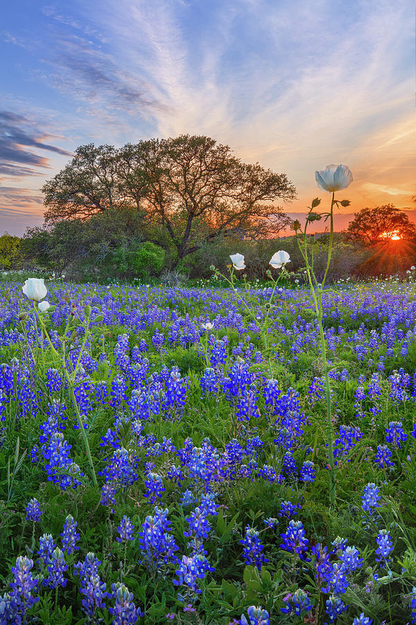 Bluebonnets and Poppies at Sunset - Texas Hill Country 3341 Photograph by Rob Greebon