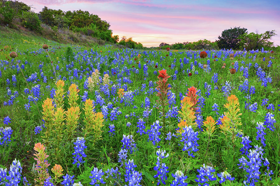 Bluebonnets And Prairie Paintbrush In The Hill Country 4082 Photograph