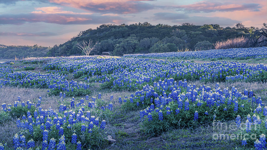 Muleshoe Bend fields. Photograph by Sarah J Scott Pixels