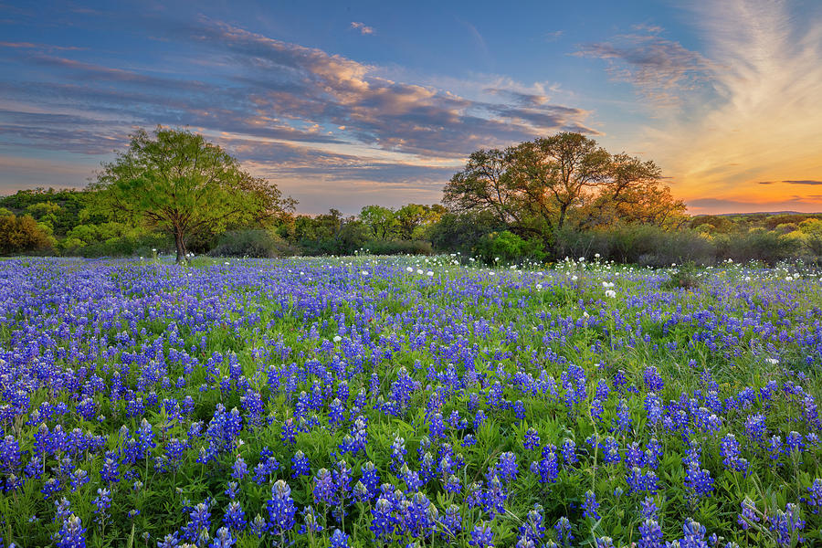 Bluebonnets at Sunset in the Hill Country 3313 Photograph by Rob Greebon