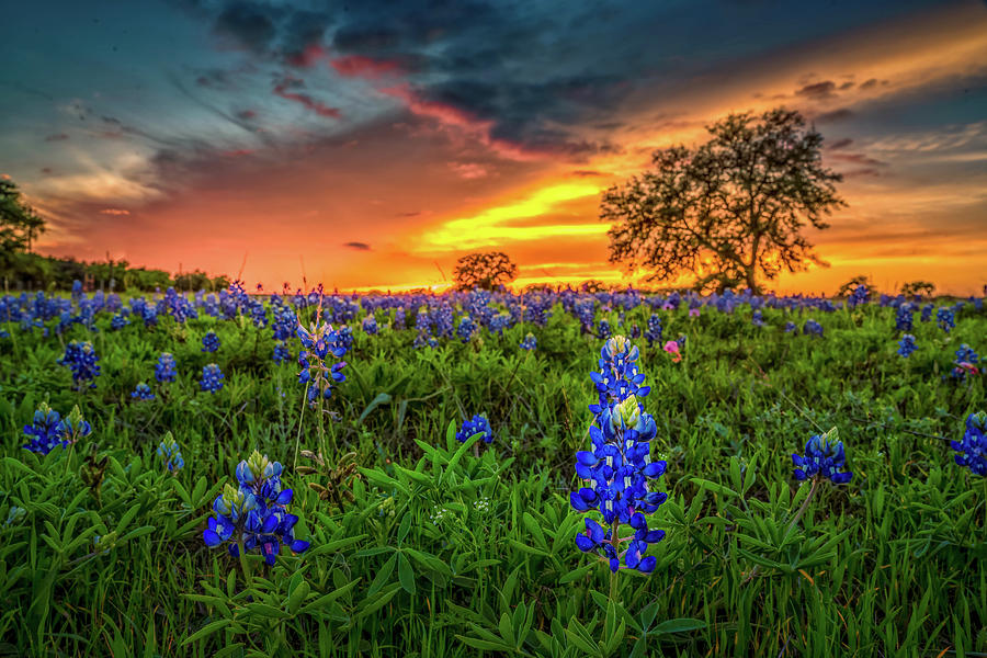 Bluebonnets At Sunset Photograph By Kay Wilson - Pixels