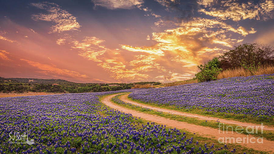 Bluebonnets At Sunset Photograph By Sarah J Scott - Fine Art America