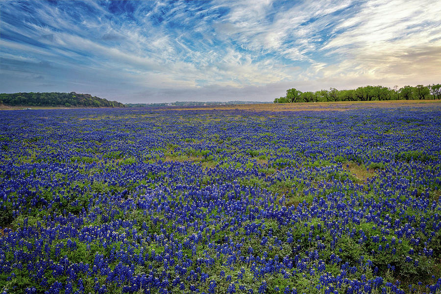 Bluebonnets at the Bend Photograph by Lynn Bauer