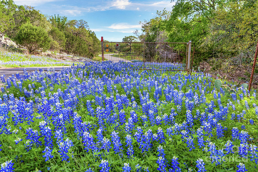 Bluebonnets at the Cattle Guard Photograph by Bee Creek Photography ...