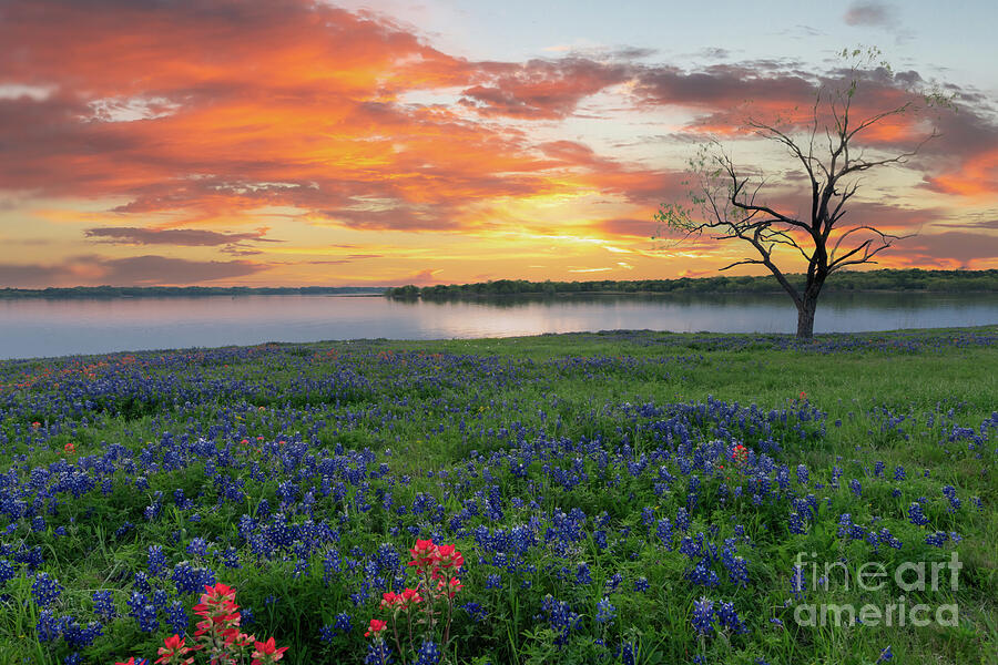 Bluebonnets at the Lake Photograph by Bee Creek Photography - Tod and ...