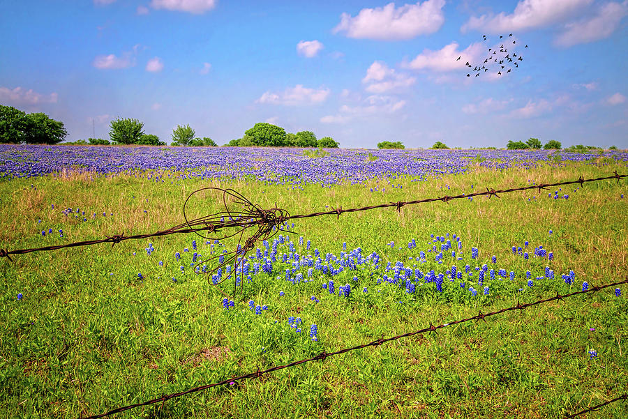 Bluebonnets Barbs and Birds in the Hill Country Photograph by Lynn Bauer