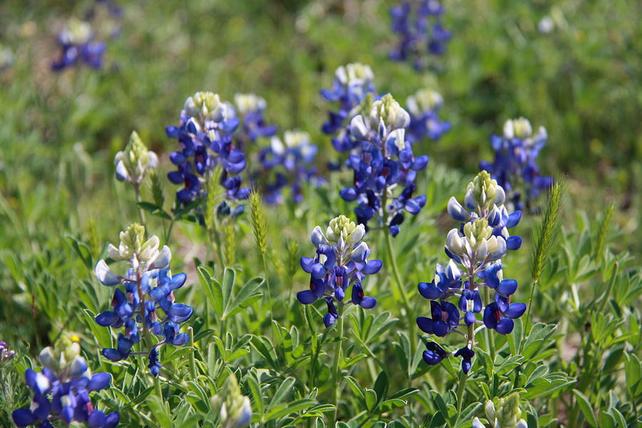 Bluebonnets Photograph by Christine Scott - Fine Art America