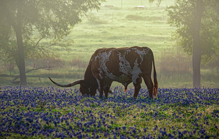 Bluebonnets for Breakfast Photograph by Linda Unger