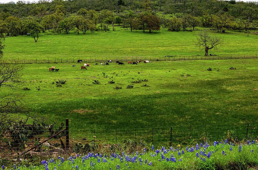 Bluebonnets, Goats and A Tree Photograph by Johnny Boyd
