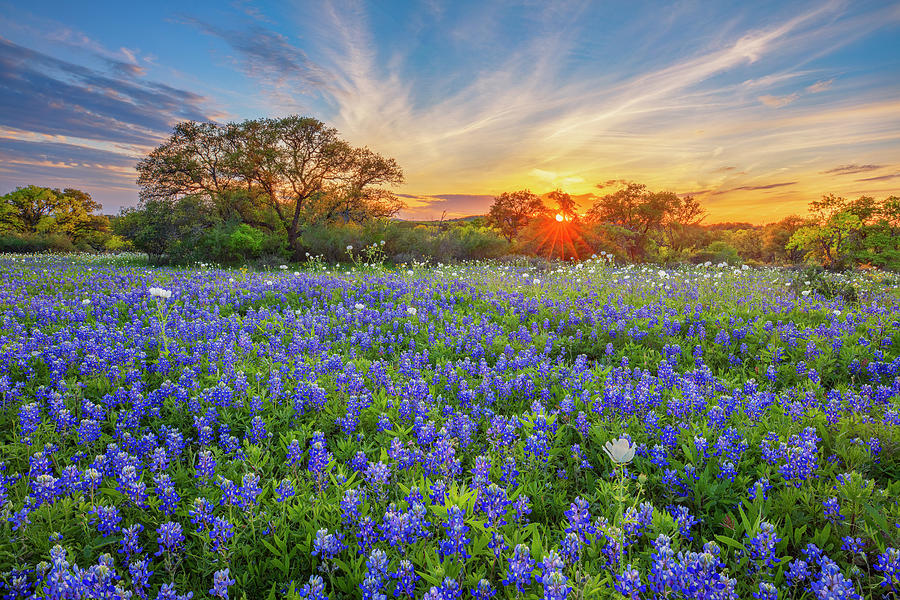 Bluebonnets In A Spring Evening 3311 Photograph