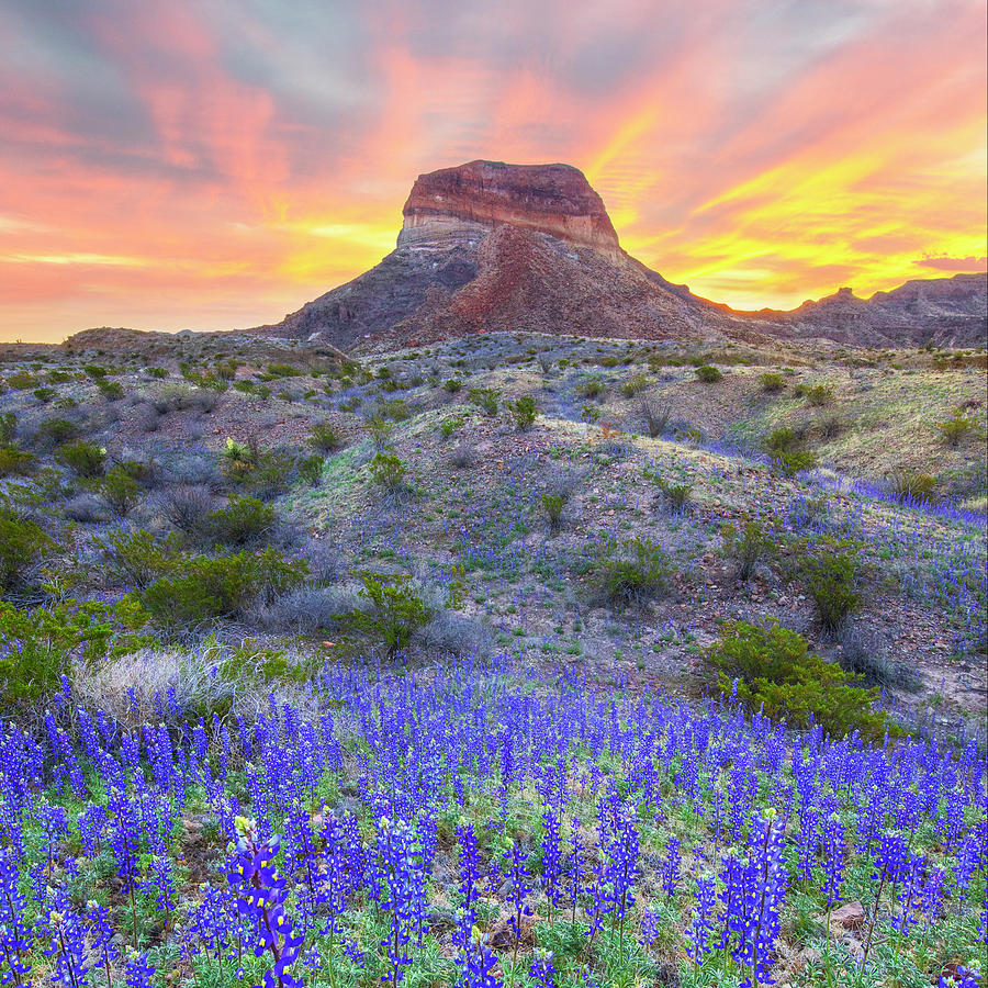 in Big Bend 36 Photograph by Rob Greebon Fine Art America