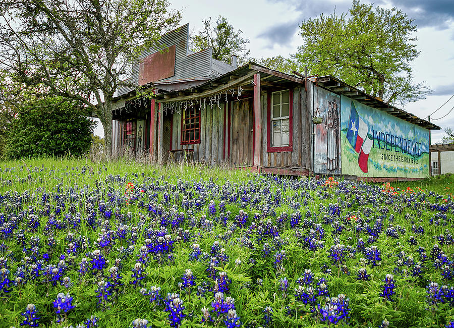 Bluebonnets in Independence Photograph by Tim Stanley