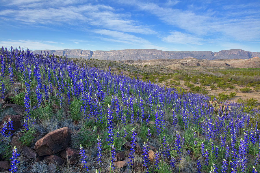 Bluebonnets in Late Morning Light - Big Bend 3092 Photograph by Rob Greebon