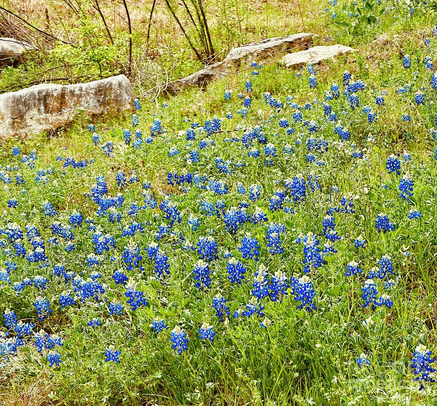 Early Spring Bluebonnets in Park Photograph by Janette Boyd