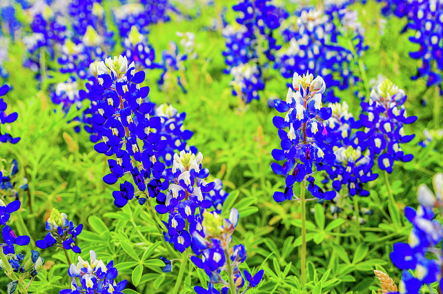 Bluebonnets in the Texas Hill Country 051 Photograph by James C Richardson