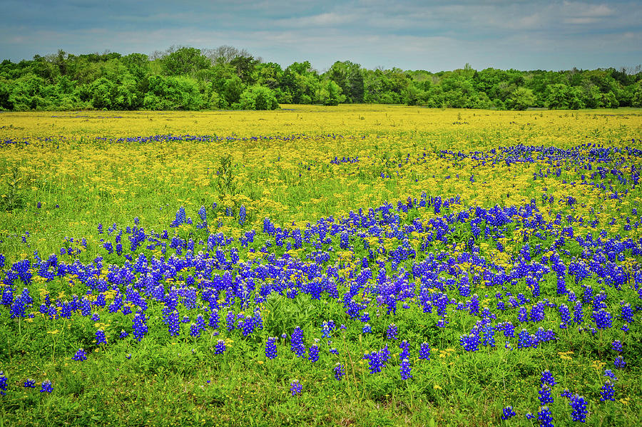 Bluebonnets in the Texas Hill Country 058 Photograph by James C Richardson
