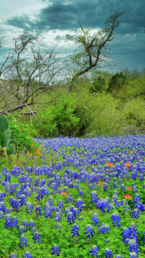 Bluebonnets Near the Pedernales Photograph by Cathy P Jones - Fine Art ...