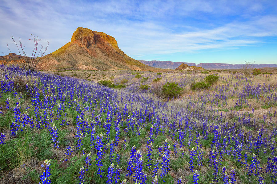 Bluebonnets of Big Bend Spring Afternoon 2212 Photograph by Rob Greebon