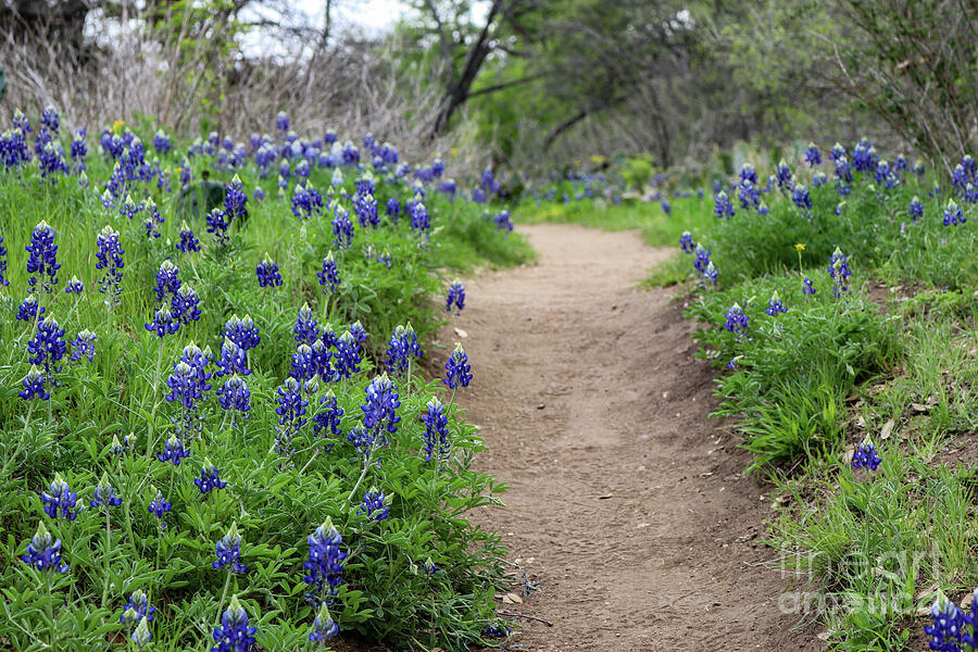 Bluebonnet Trail at Enchanted Rock State Natural Area Photograph by Brigitte Blanchette Thompson Bluebonnet Trail at Enchanted Rock State Natural Area Photograph by Brigitte Blanchette Thompson