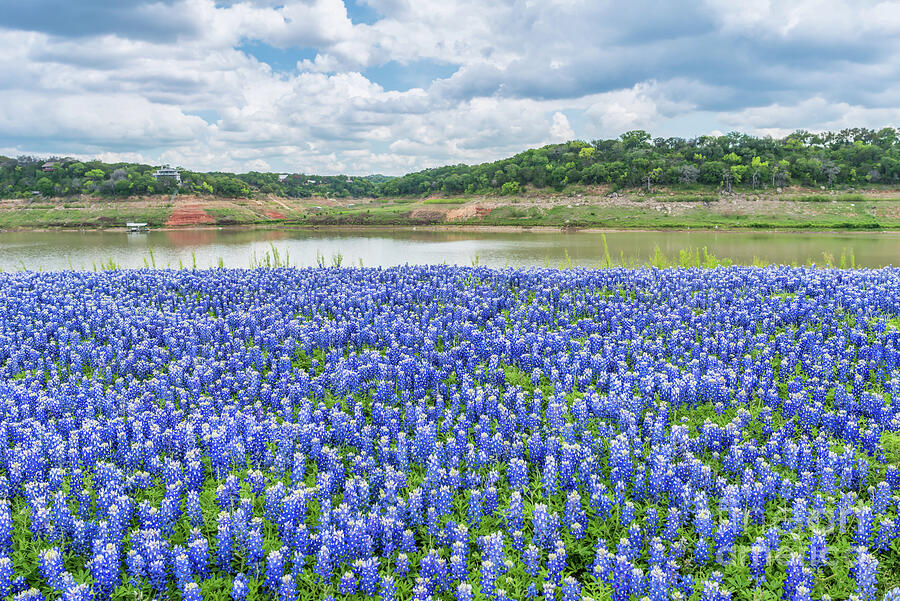 Bluebonnets on the Rivers Edge Photograph by Bee Creek Photography ...